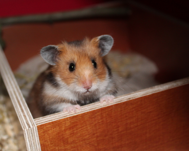 Hamster Sandbad - Sweetie SanDbaD 768x611